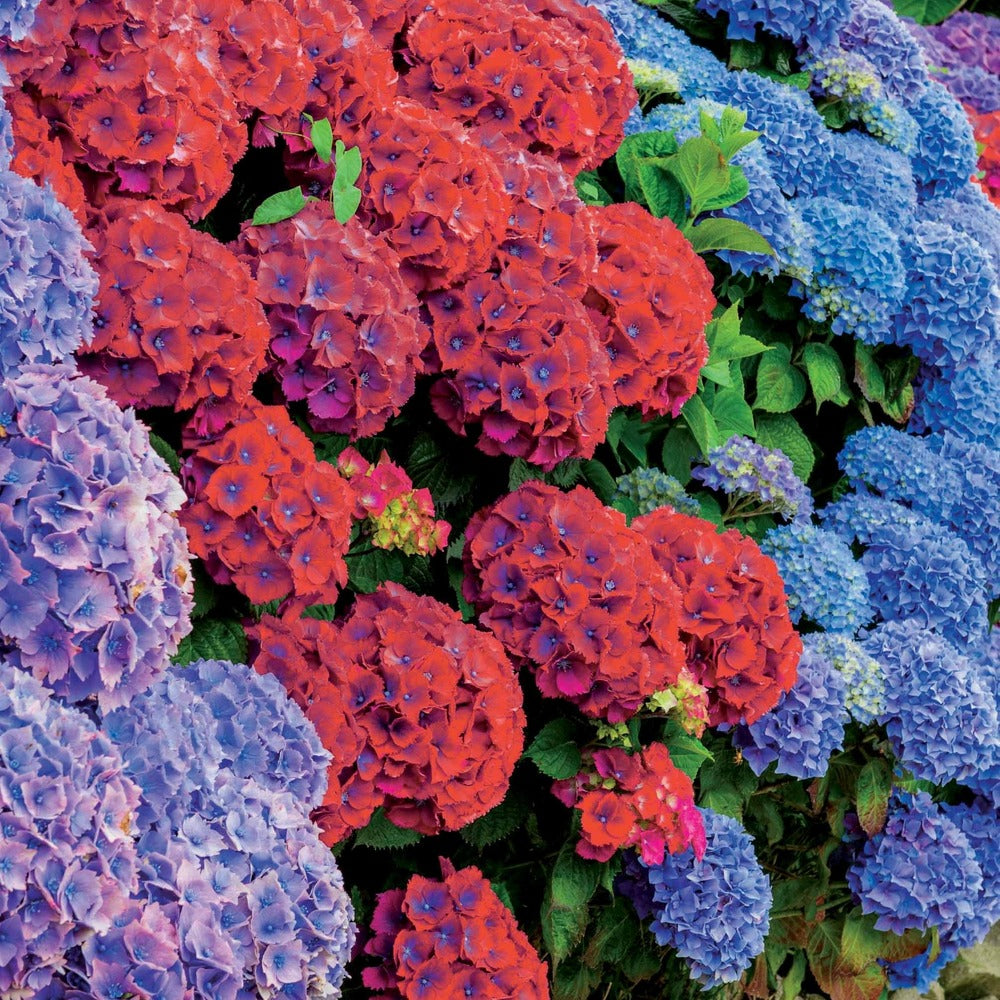  Collection De 4 Hortensias Rouges Et Bleus - Les 4 Pots / 1.3l / Hauteur Livrée Environ 15cm