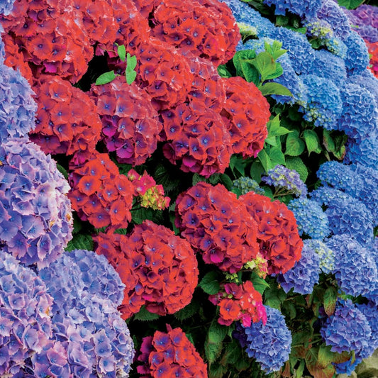  Collection De 4 Hortensias Rouges Et Bleus - Les 4 Pots / 1.3l / Hauteur Livrée Environ 15cm