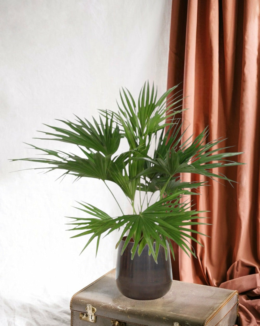  Livistona Chinensis 150cm - Plante D'intérieur