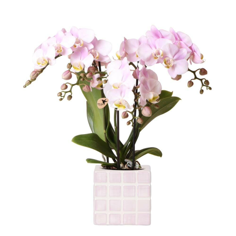  Kolibri Orchids Phalaenopsis Rose Orchidée Portugal + Mosa Pot Décoratif Rose - Taille De Pot 9cm