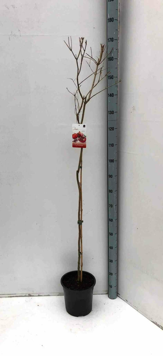  Punica Granatum (grenadier à Fruits) Pot 230l - 175/200cm - Péri 50/60