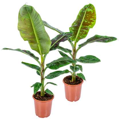  Lot De 2 - Musa Dwarf Cavendish - Bananier D’intérieur - Hauteur 80-100 Cm - Pot 21 Cm