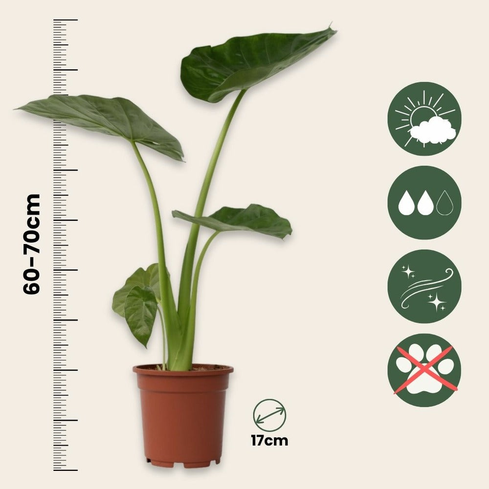  Plante à Grandes Feuilles - Alocasia 'macrorrhizos' - Hauteur 60-70cm - ⌀17cm