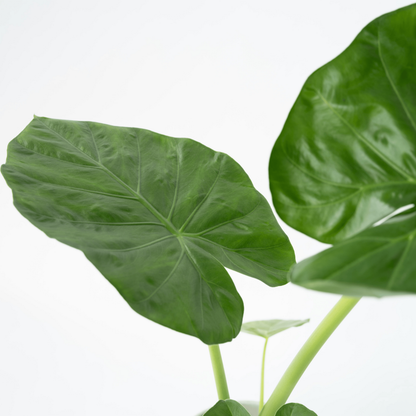  Plante à Grandes Feuilles - Alocasia 'macrorrhizos' - Hauteur 60-70cm - ⌀17cm