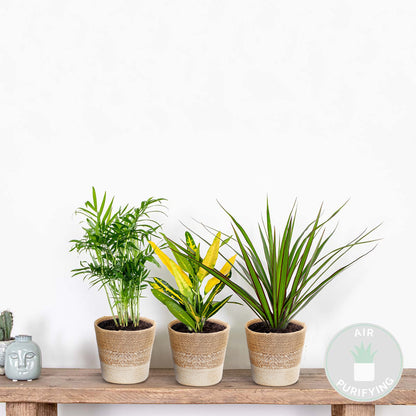  3x Mélange De Plantes Tropicales D’intérieur Avec Panier En Jute - Dépolluantes - ⌀12 Cm - 25-40 Cm