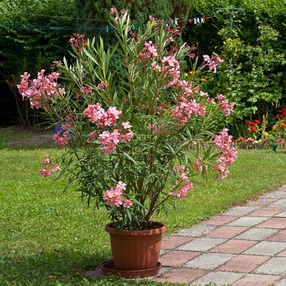  Laurier-rose - Le Pot / ø 10cm / Hauteur Livrée 20-25cm