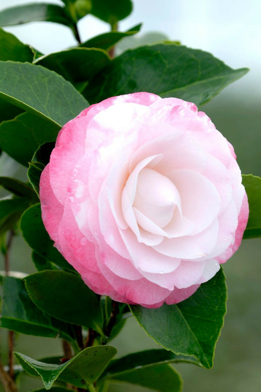  Camelia 'desire' - En Pot De 1 Litre