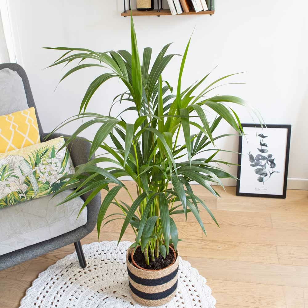 Palmier Kentia D'intérieur D19 H120cm Avec Cache-pot