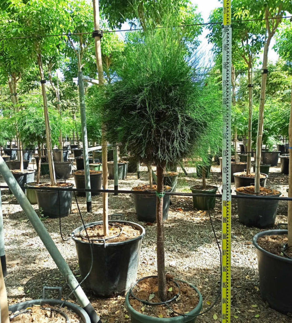  Casuarina Cunninghamiana (filao) Pot De 25l- 125/150cm