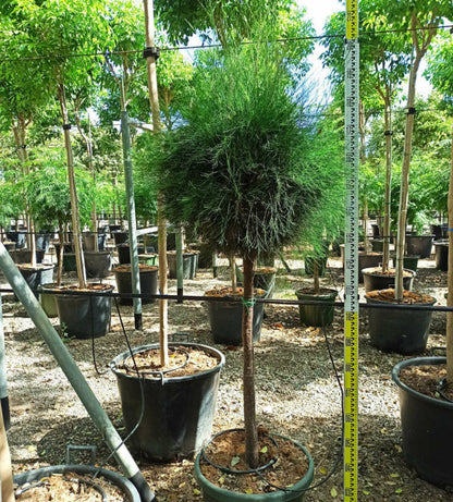  Casuarina Cunninghamiana (filao) Pot De 25l- 125/150cm