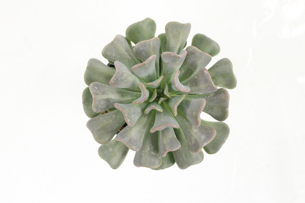 Succulentes Variees Pot 10,5 Cm