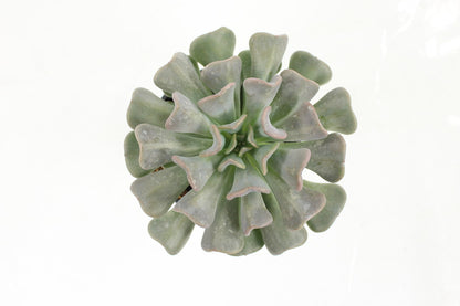  Succulentes Variees Pot 10,5 Cm