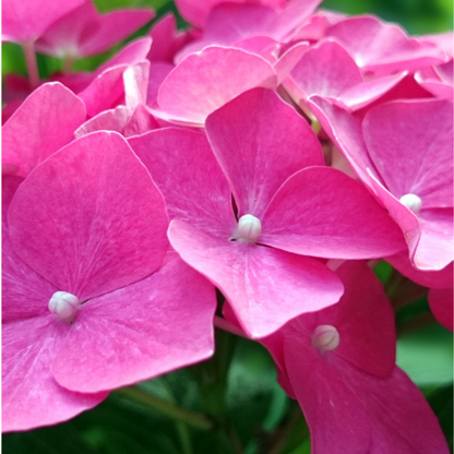  Hortensia Macrophylla Teller Rouge - Hydrangea Macrophylla Teller Rouge Pot 3l