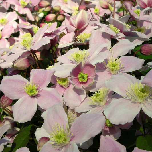  Clématite Montana Pink Perfection/[-]pot De 1,5l - Tuteur Bambou 30/60 Cm