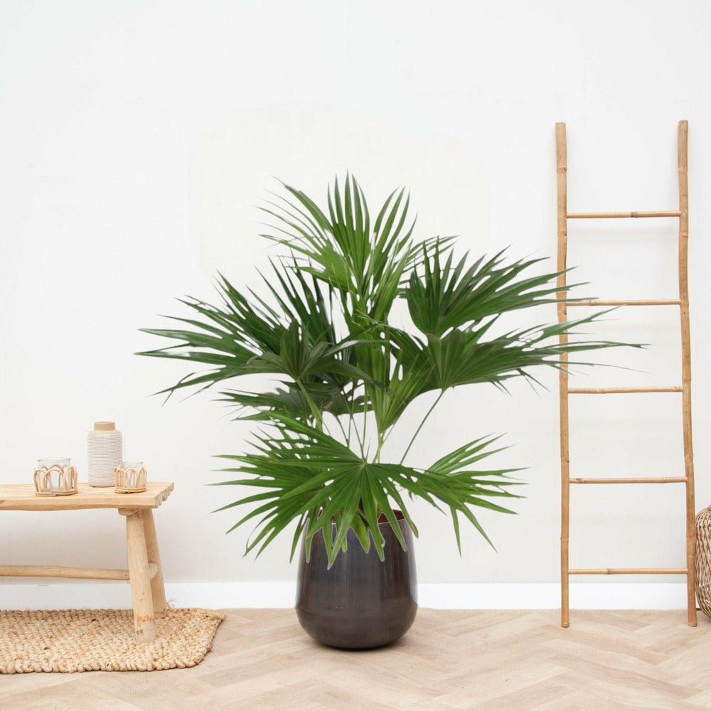  Livistona Chinensis 150cm - Plante D'intérieur