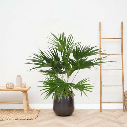  Livistona Chinensis 150cm - Plante D'intérieur
