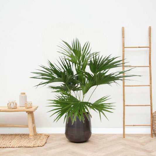  Livistona Chinensis 150cm - Plante D'intérieur