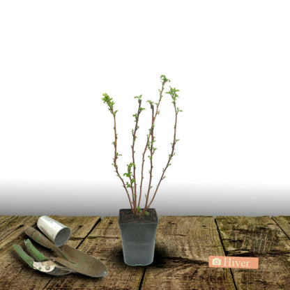  Framboisier Versailles®/[-]pot De 3l - 30/60 Cm