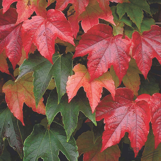  2 X Vigne Vierge Japonaise 'veitchii' - Parthenocissus Tricuspidata 'veitchii' - 60-80 Cm Pot