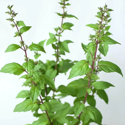  250 Graines De Basilic Sacré Tulsi - Semisauvage Permaculture