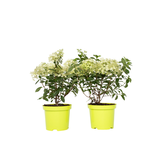  Hortensia - Set De 2 - Hydrangea Paniculata 'bobo' - Hauteur 25-40cm - ⌀19cm