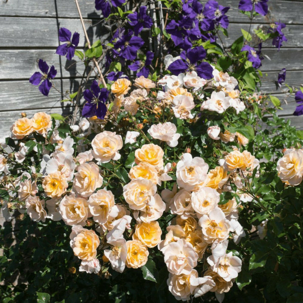  Rosier Arbustif Decorosier® Calizia® 'noa 97200 A'/[-]pot De 5l - 40/60 Cm