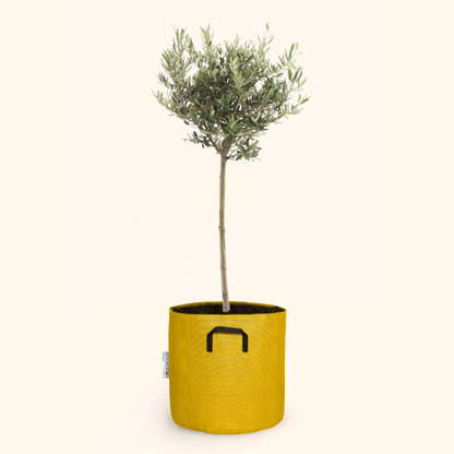  Olivier Européen - Olea Europaea 90cm + Pot Respirant Jaune ø30cm