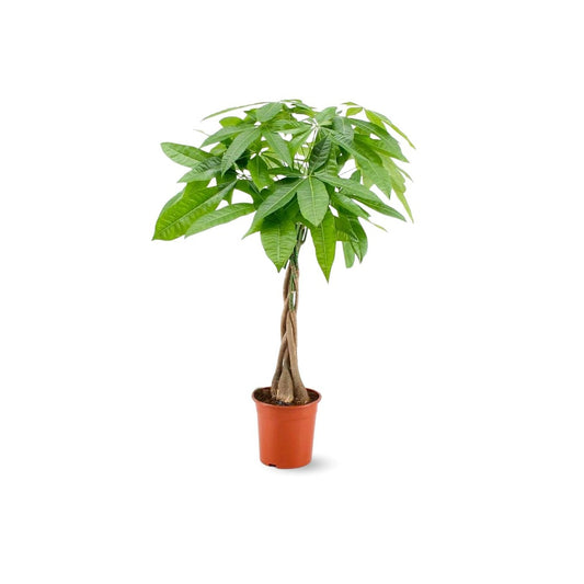  Pachira Aquatica - Plante D'intérieur - Peu D'entretien - ↕ 50-60 Cm - ⌀ 14 Cm - Money Tree