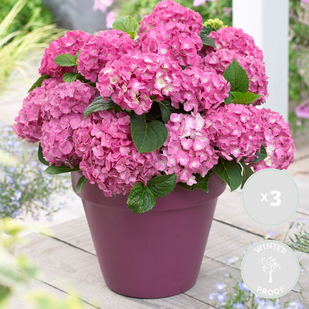  Hydrangea Macrophylla Early Pink - Hortensia - Hortensia Commun - Plantes De Jardin - 20-30 Cm