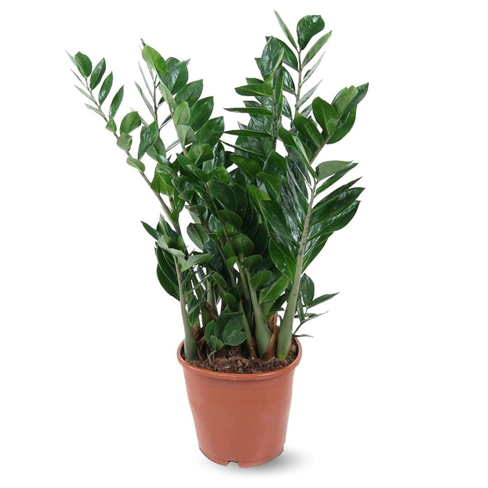  Zamioculcas Zamiifolia - Plante Zz - ↕ 90-100 Cm - ⌀ 21 Cm - Plante D'intérieur - Succulente