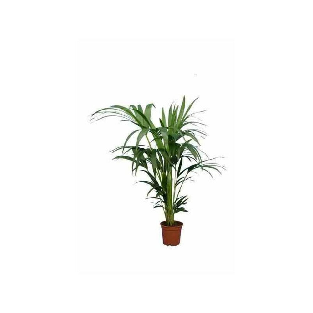  Howea Forsteriana (kentia) Pot De 3 Litres - 100/120 Cm