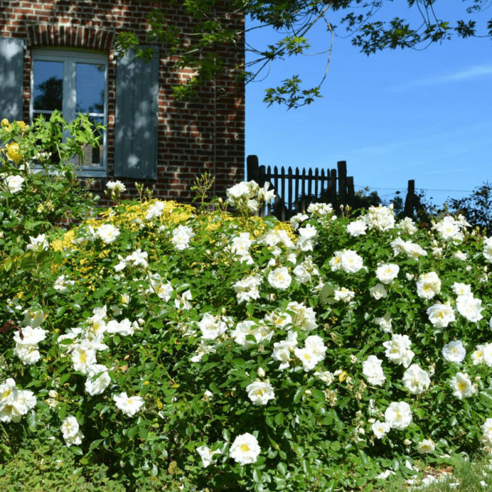  Rosier Arbustif Decorosier® Opalia® 'noaschnee'/[-]pot De 5l - 40/60 Cm