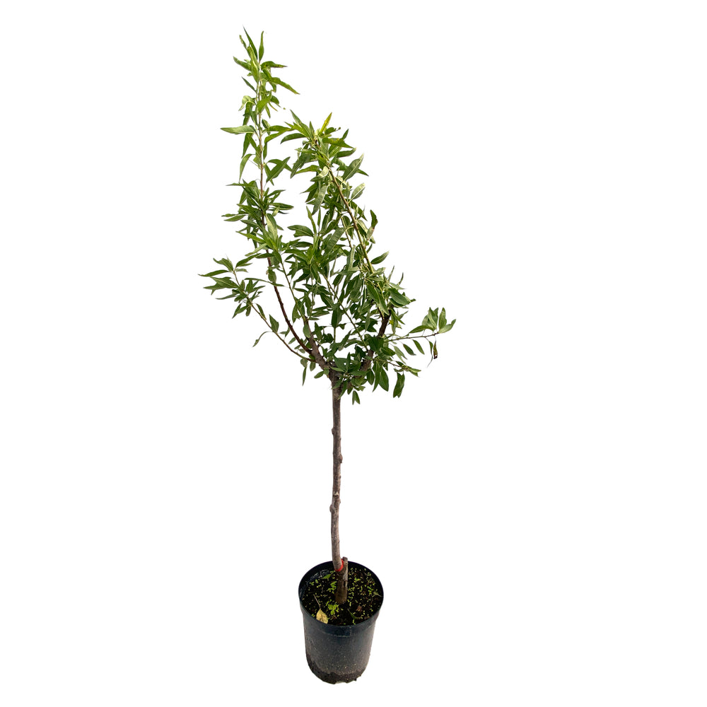  Amandier 'Lauranne'® : Gobelet 2 Ans