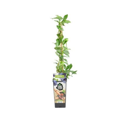  Vaccinium Corymbosum 'goldtraube' - Myrtille - Plantes Fruitières - ⌀14 Cm - Hauteur 60-70cm