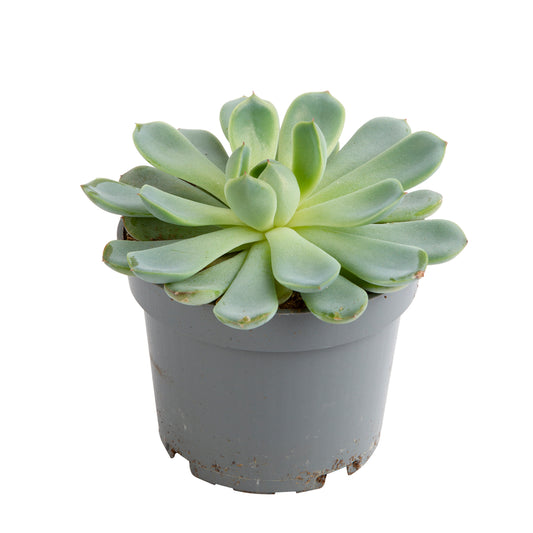  Echeveria Mix, Variétés Variables : Pot D.12cm