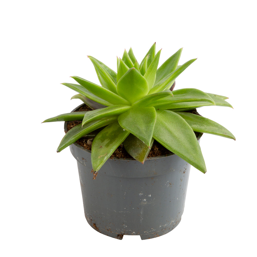  Echeveria Mix, Variétés Variables : Pot D.12cm