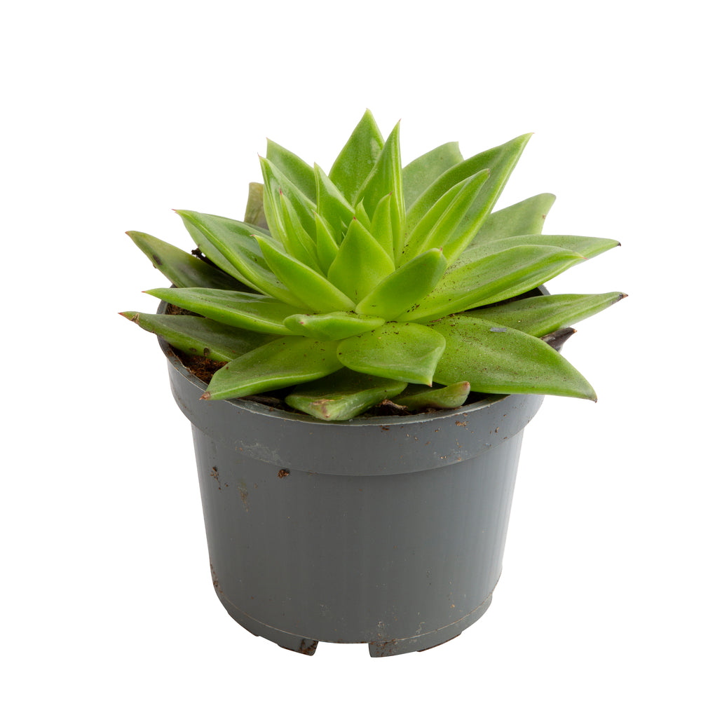 Echeveria Mix, Variétés Variables : Pot D.12cm