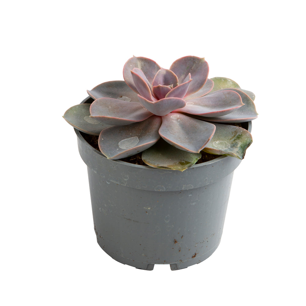  Echeveria Mix, Variétés Variables : Pot D.12cm
