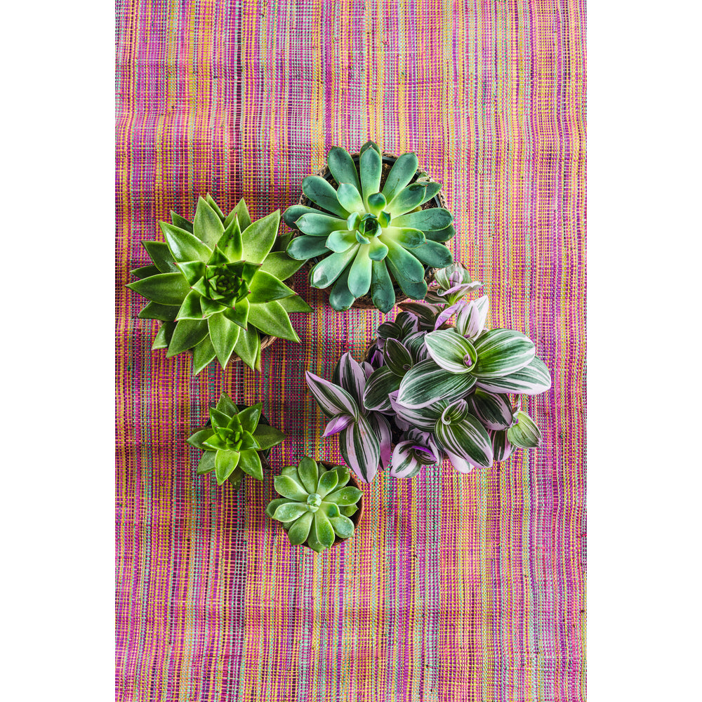  Echeveria Mix, Variétés Variables : Pot D.12cm