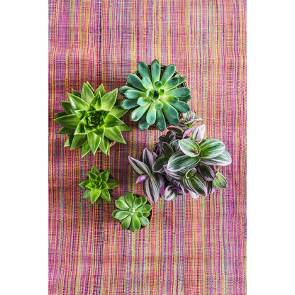  Echeveria Mix, Variétés Variables : Pot D.12cm