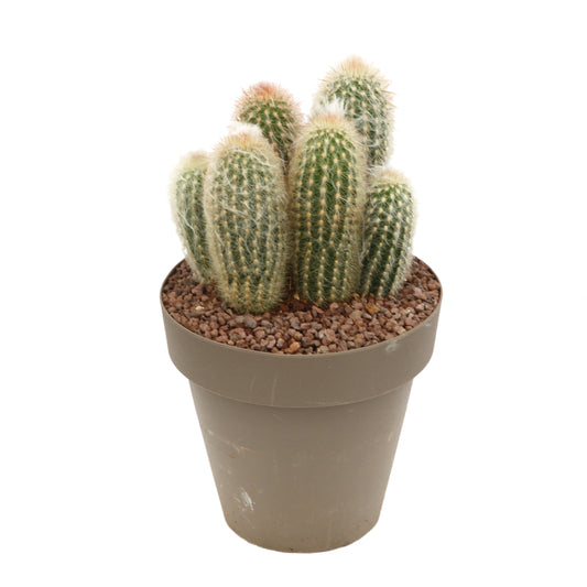  Cactus Columnari H25cm Pot D16cm