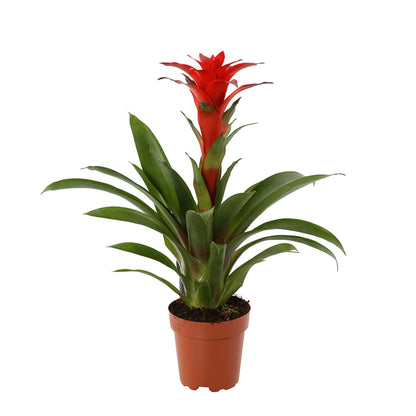  Bromeliacées, Pot D12cm