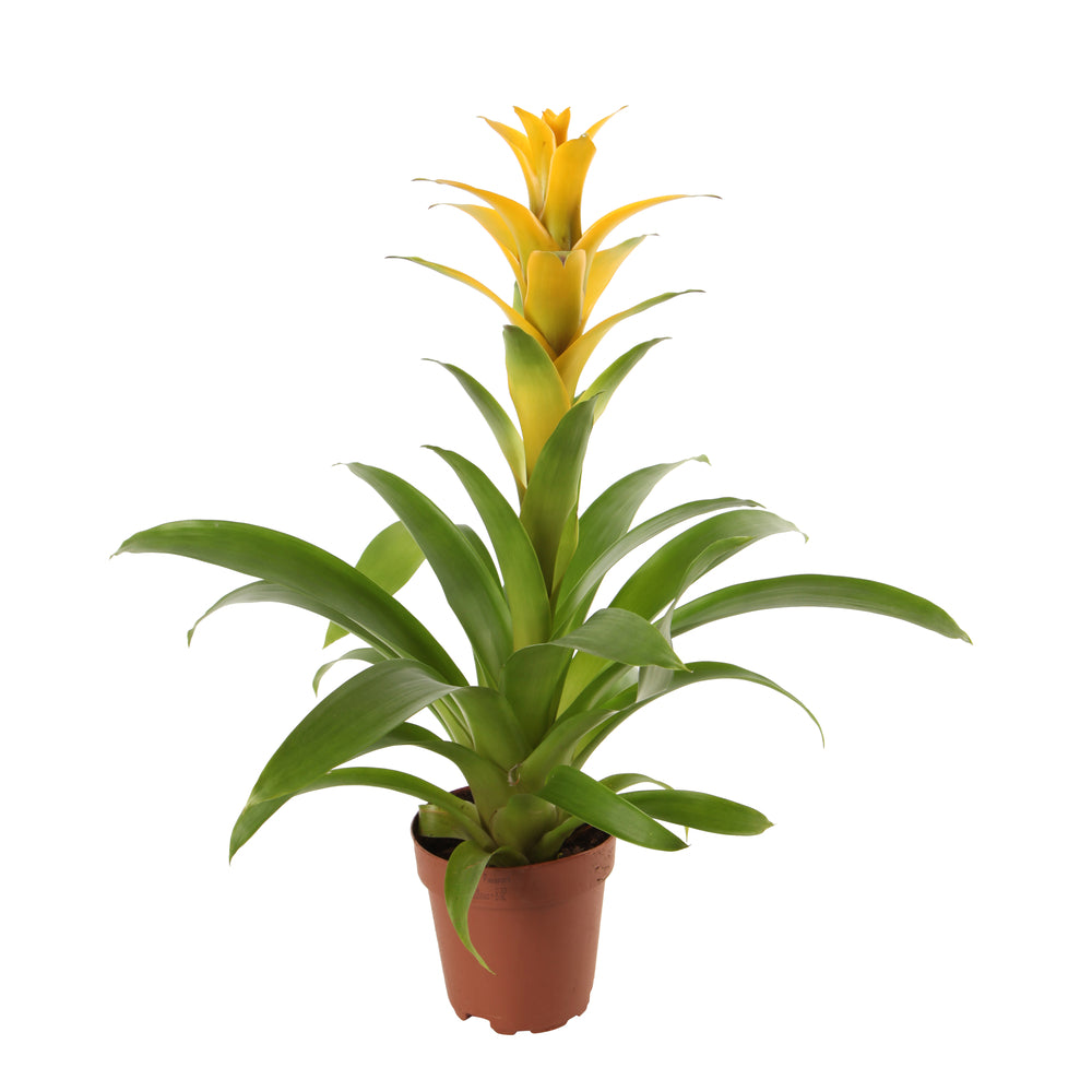  Bromeliacées, Pot D12cm