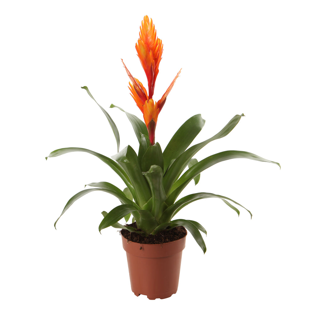  Bromeliacées, Pot D12cm