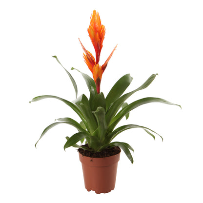  Bromeliacées, Pot D12cm