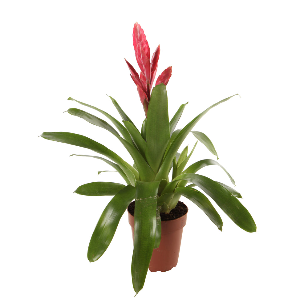  Bromeliacées, Pot D12cm