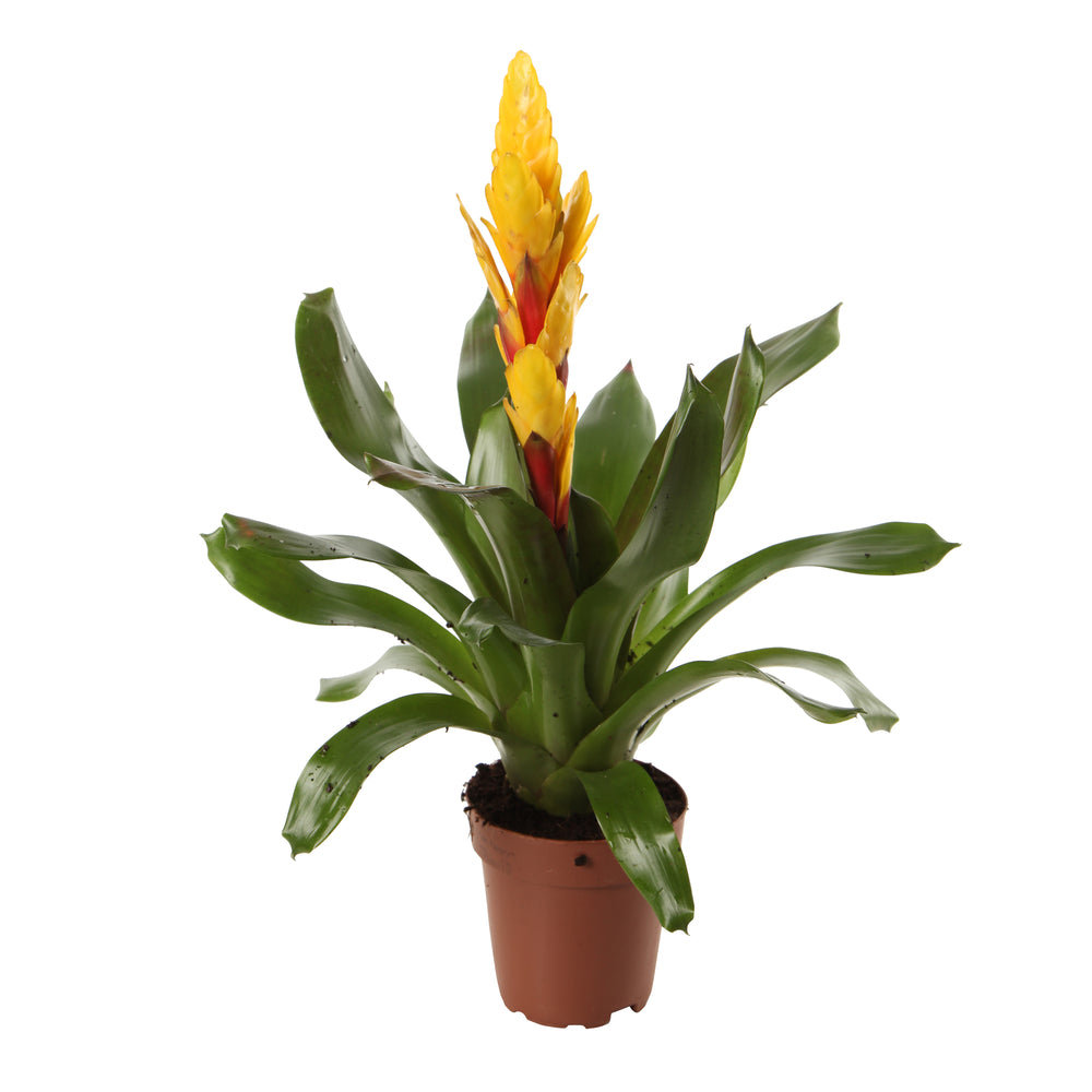  Bromeliacées, Pot D12cm