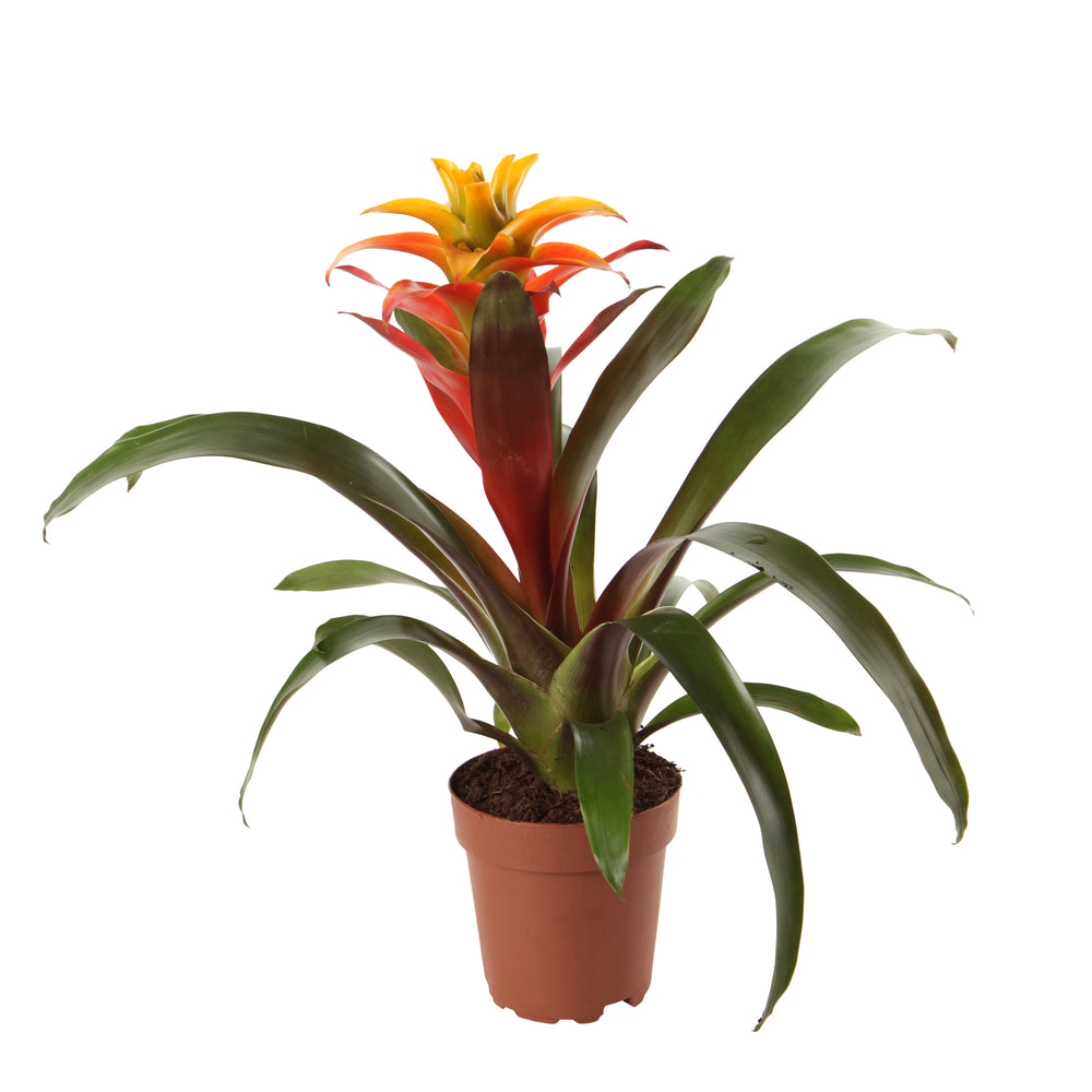  Bromeliacées, Pot D12cm