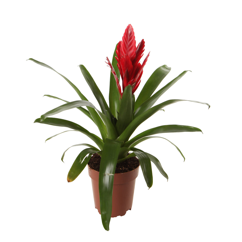  Bromeliacées, Pot D12cm