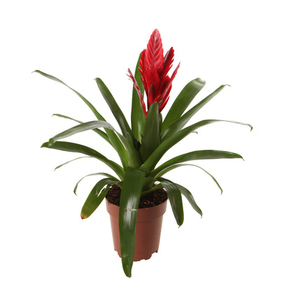  Bromeliacées, Pot D12cm